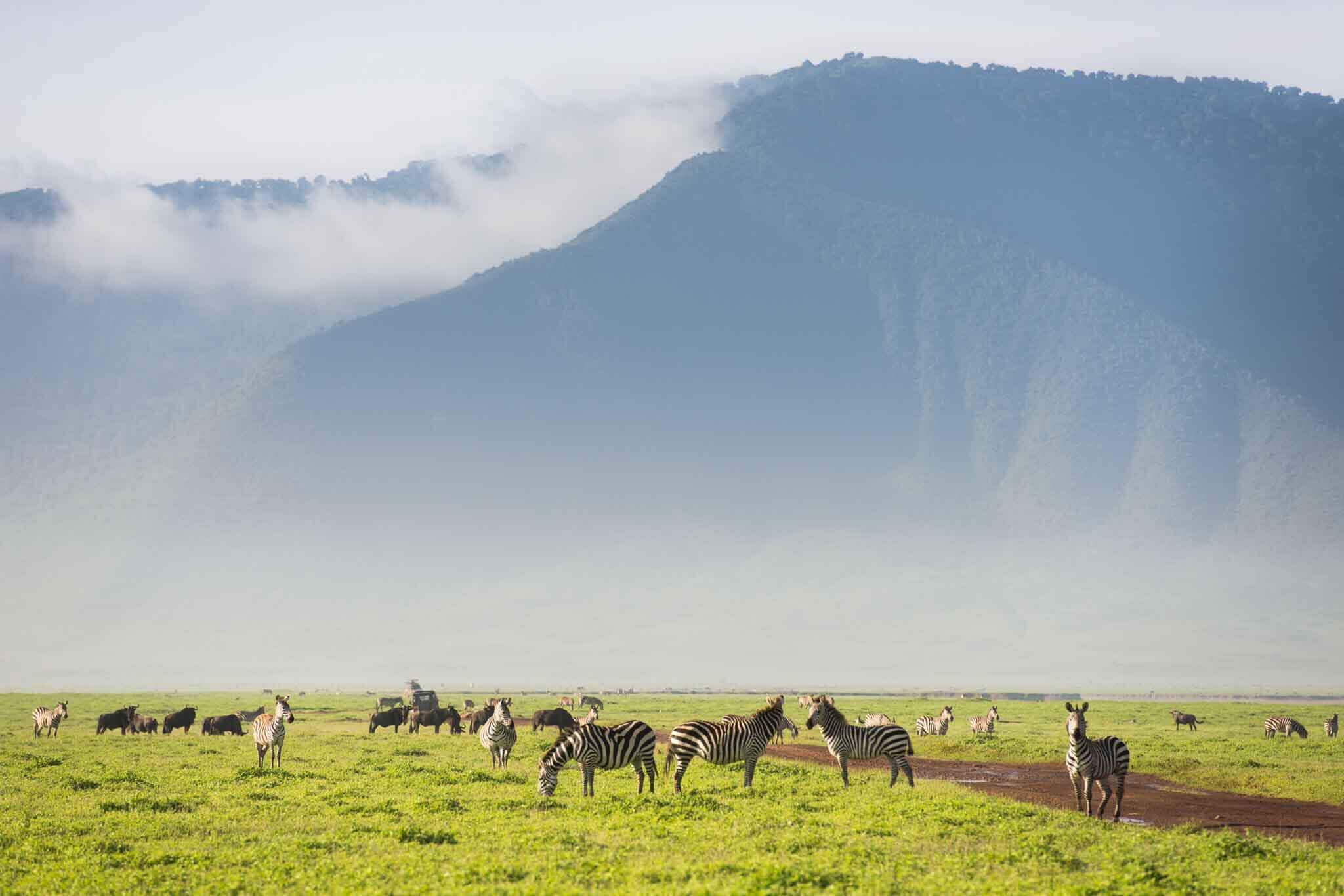 Tanzania Safari