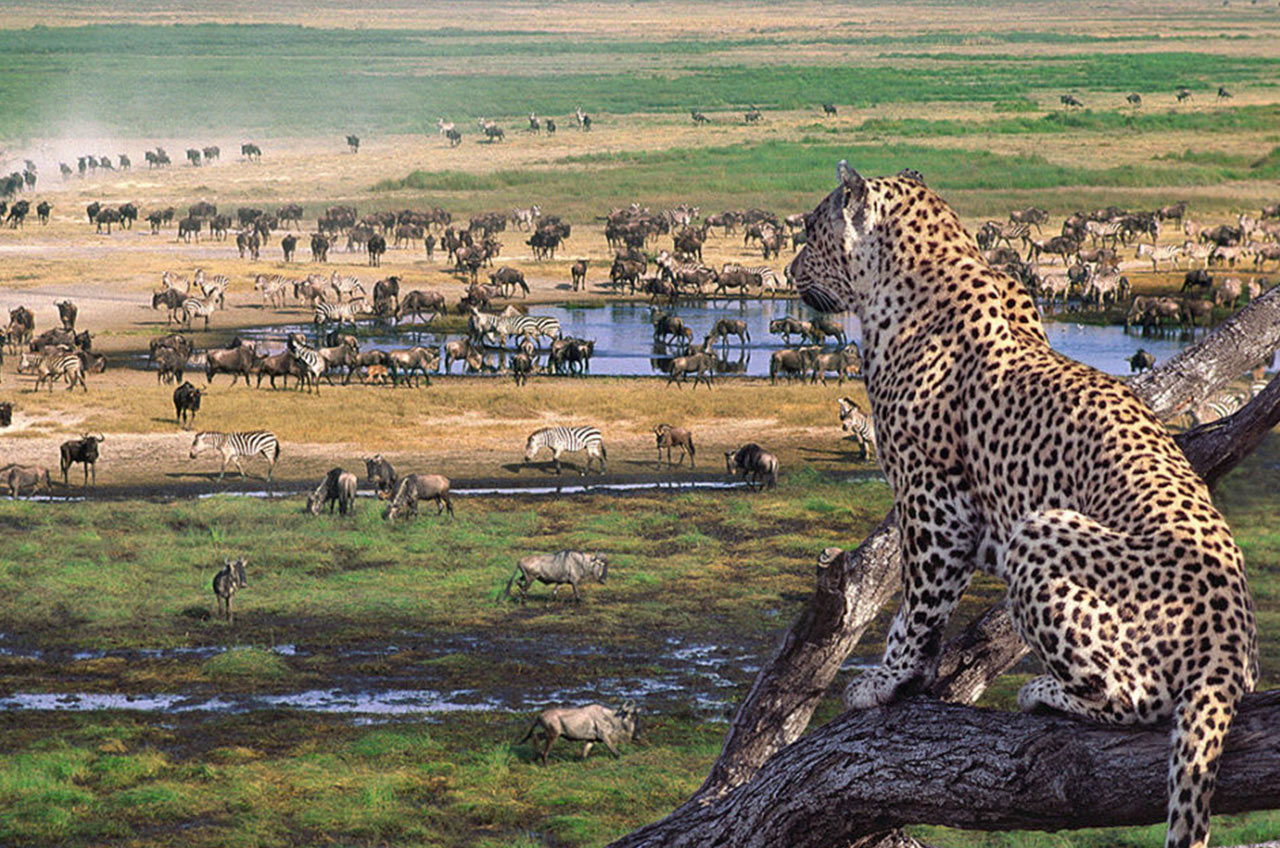 Tanzania Safari